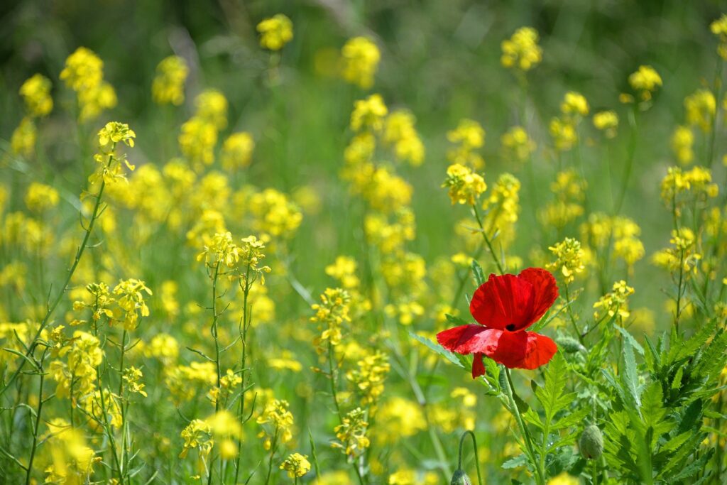 A red flower standing out among a sea of yellow flowers, indicating minimalism is unique to every person